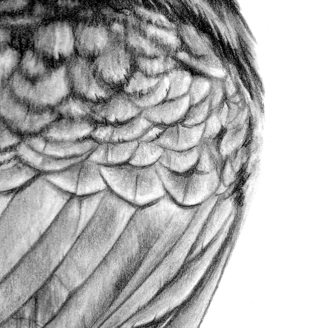 Crow Drawing Close-up - The Thriving Wild
