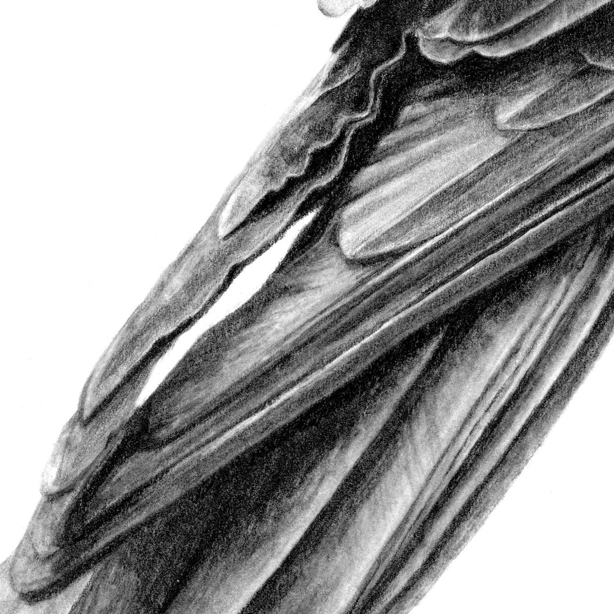 Crow Feathers Pencil Drawing Close-up - The Thriving Wild