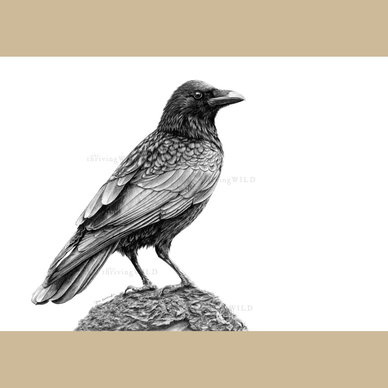 Crow Pencil Drawing - The Thriving Wild Jill Dimond