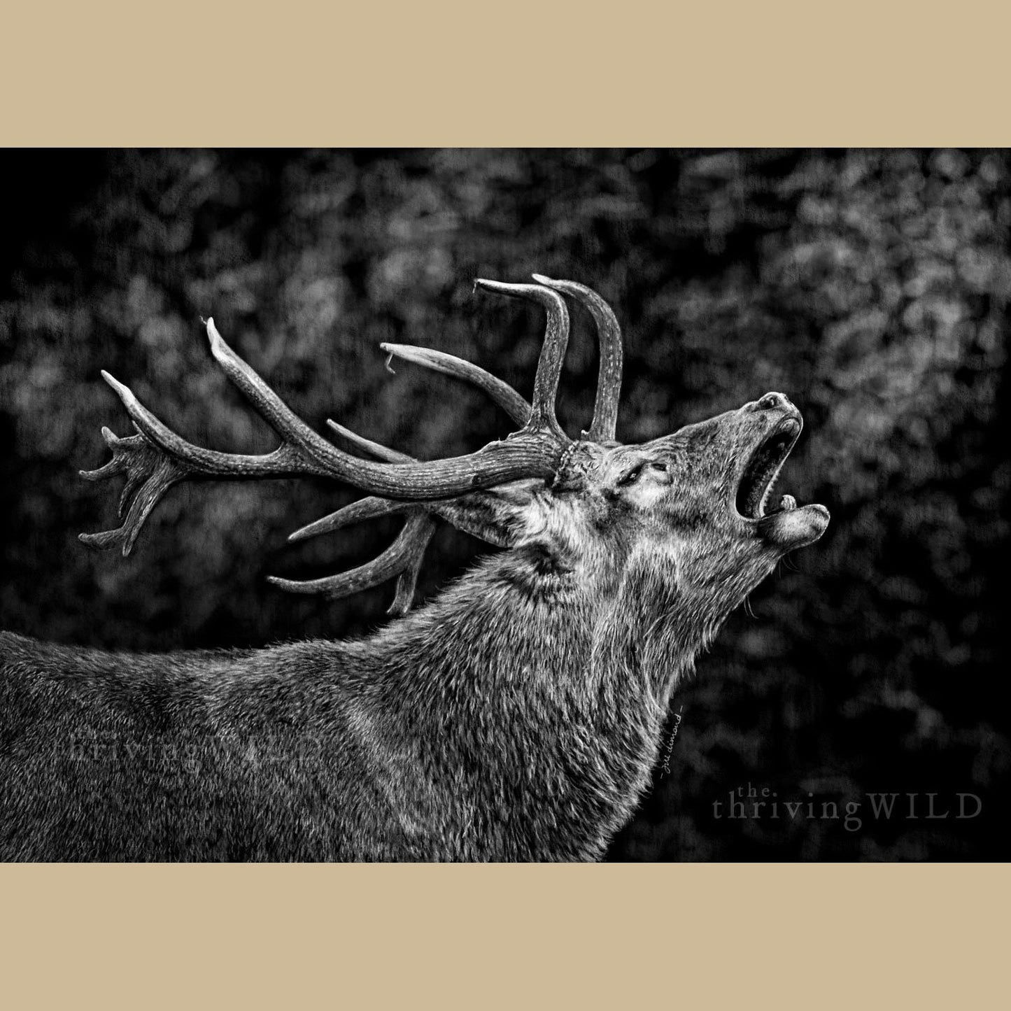 Deer Stag Digital Drawing Procreate - The Thriving Wild - Jill Dimond