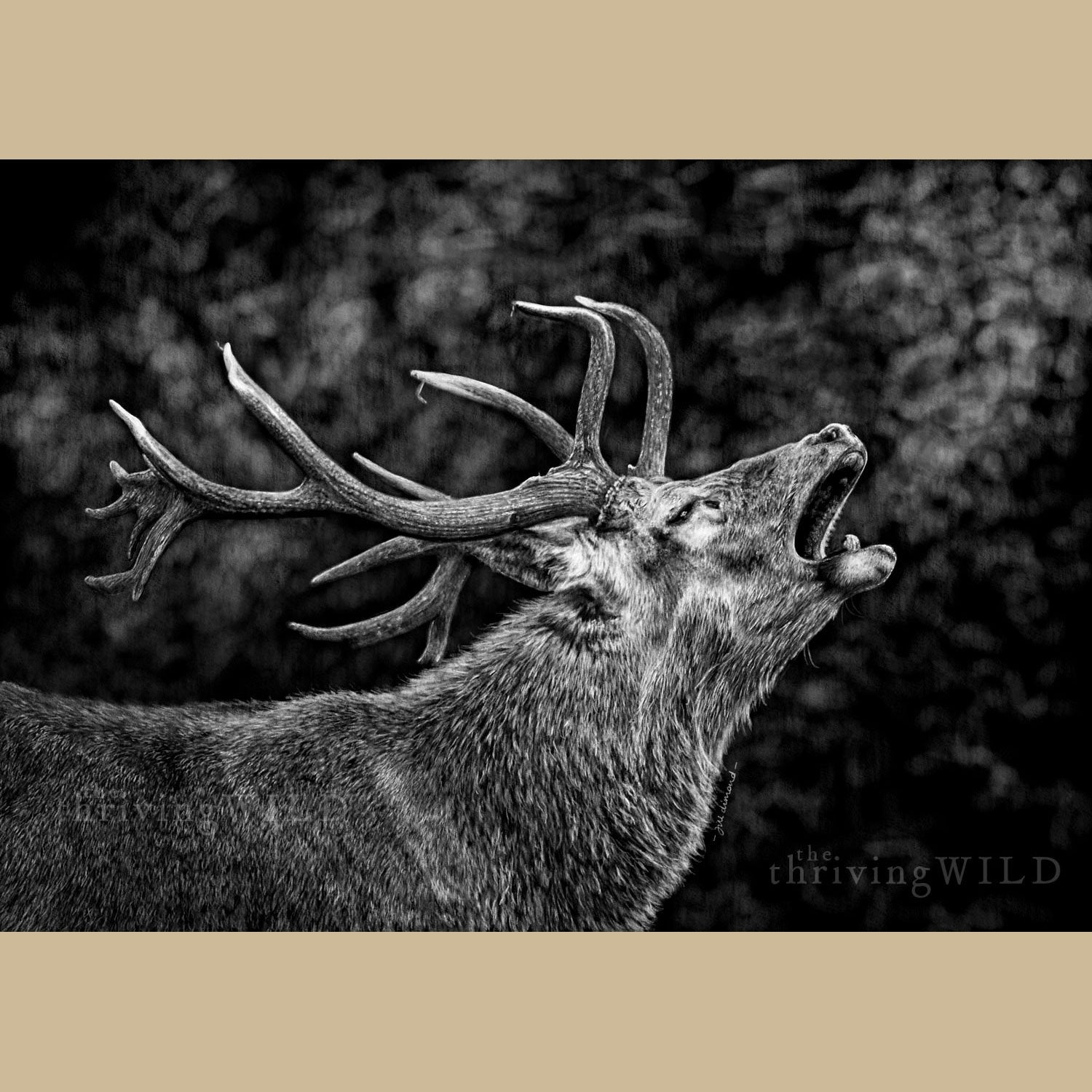 Deer Stag Digital Drawing Procreate - The Thriving Wild - Jill Dimond