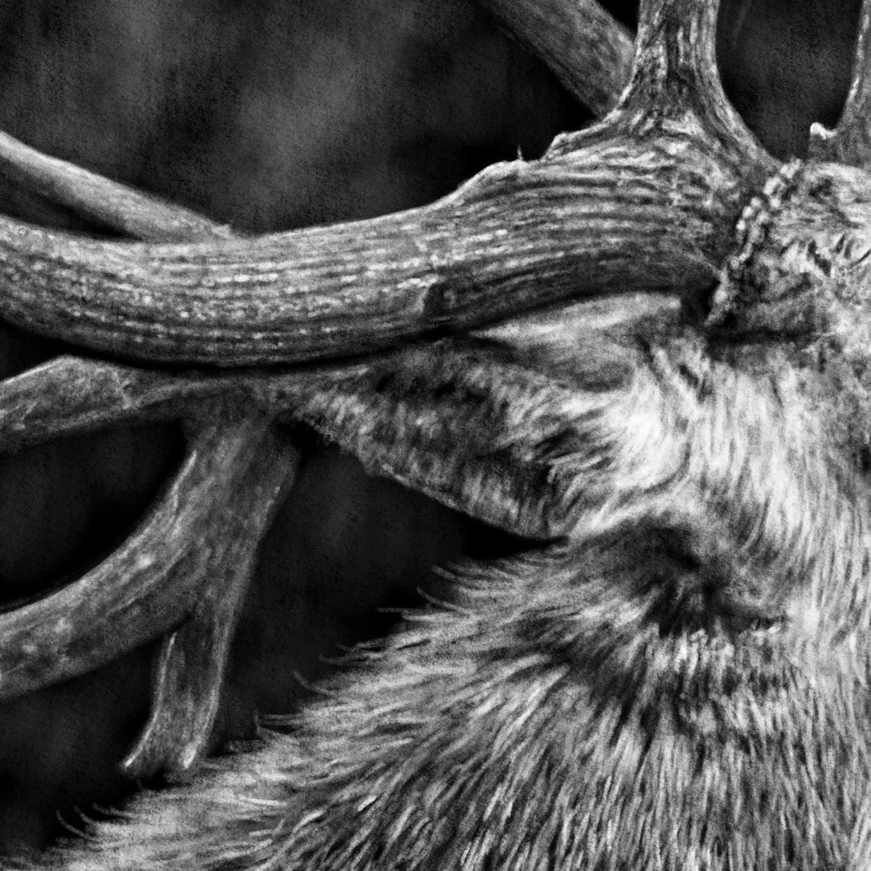 Deer Stag Drawing Procreate Close-up - The Thriving Wild