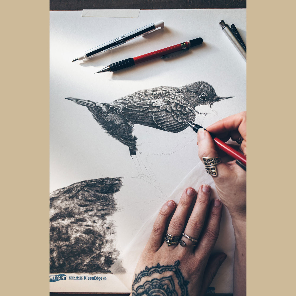 Dipper Bird Pencil Drawing in Progress - The Thriving Wild