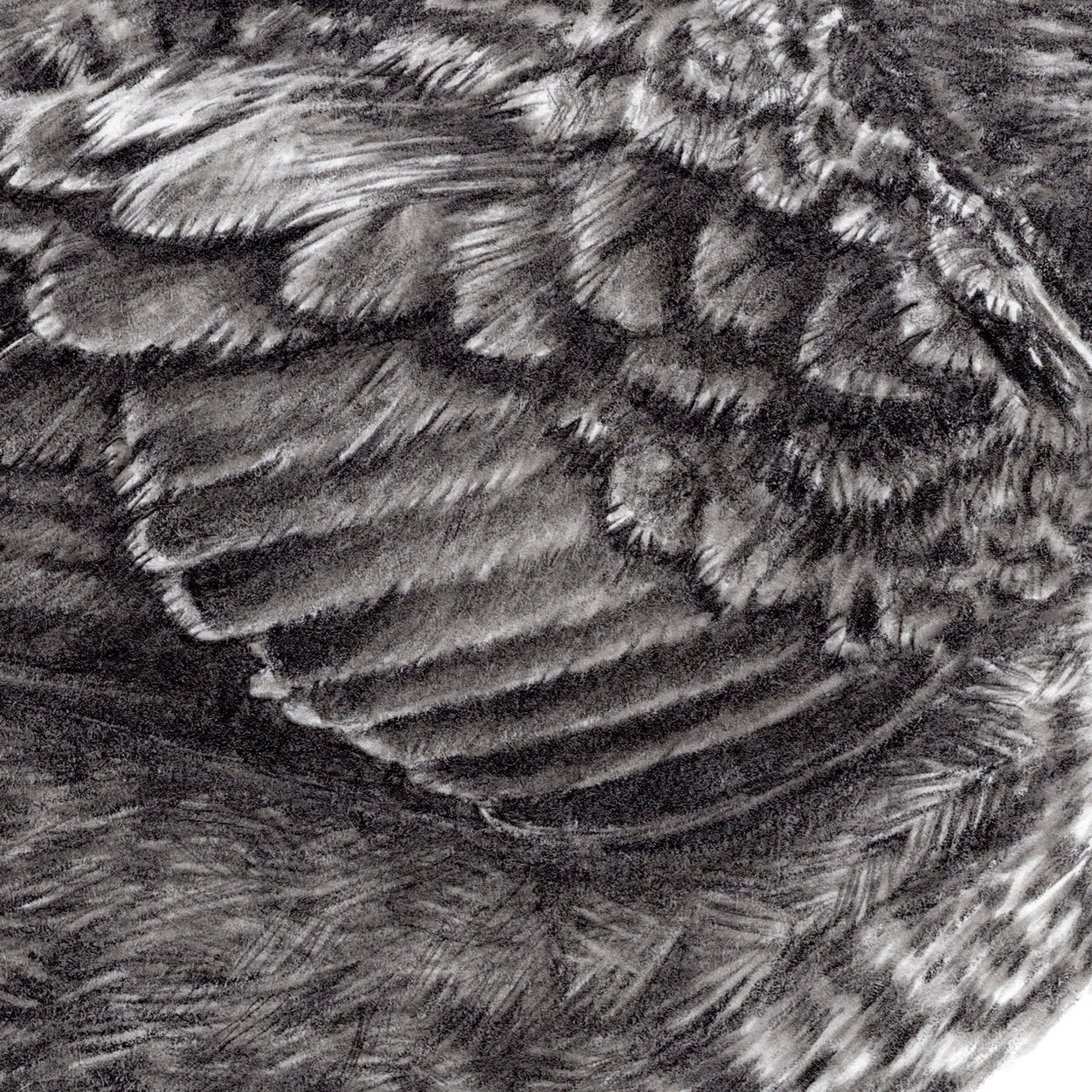 Dipper Feathers Drawing Close-up - The Thriving Wild