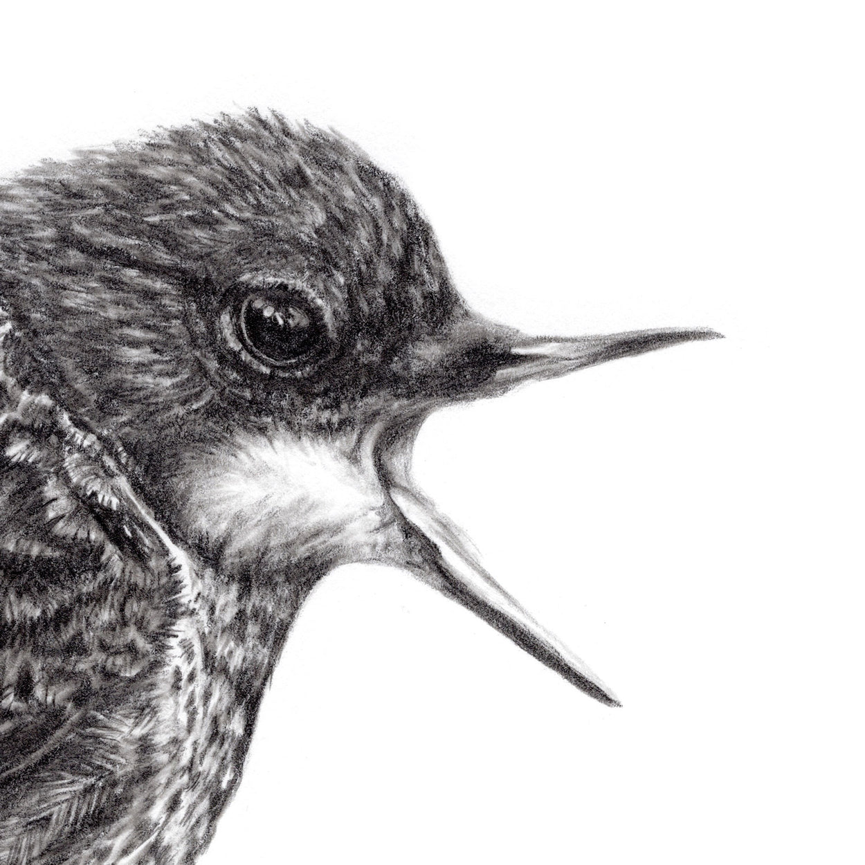 Dipper Bird Drawing Close-up - The Thriving Wild
