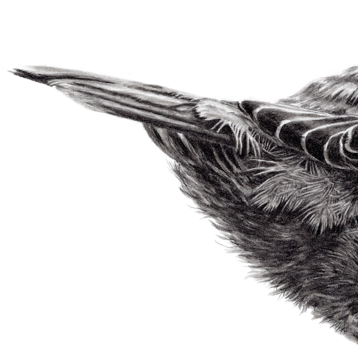 Dipper Bird Feathers Drawing Close-up - The Thriving Wild