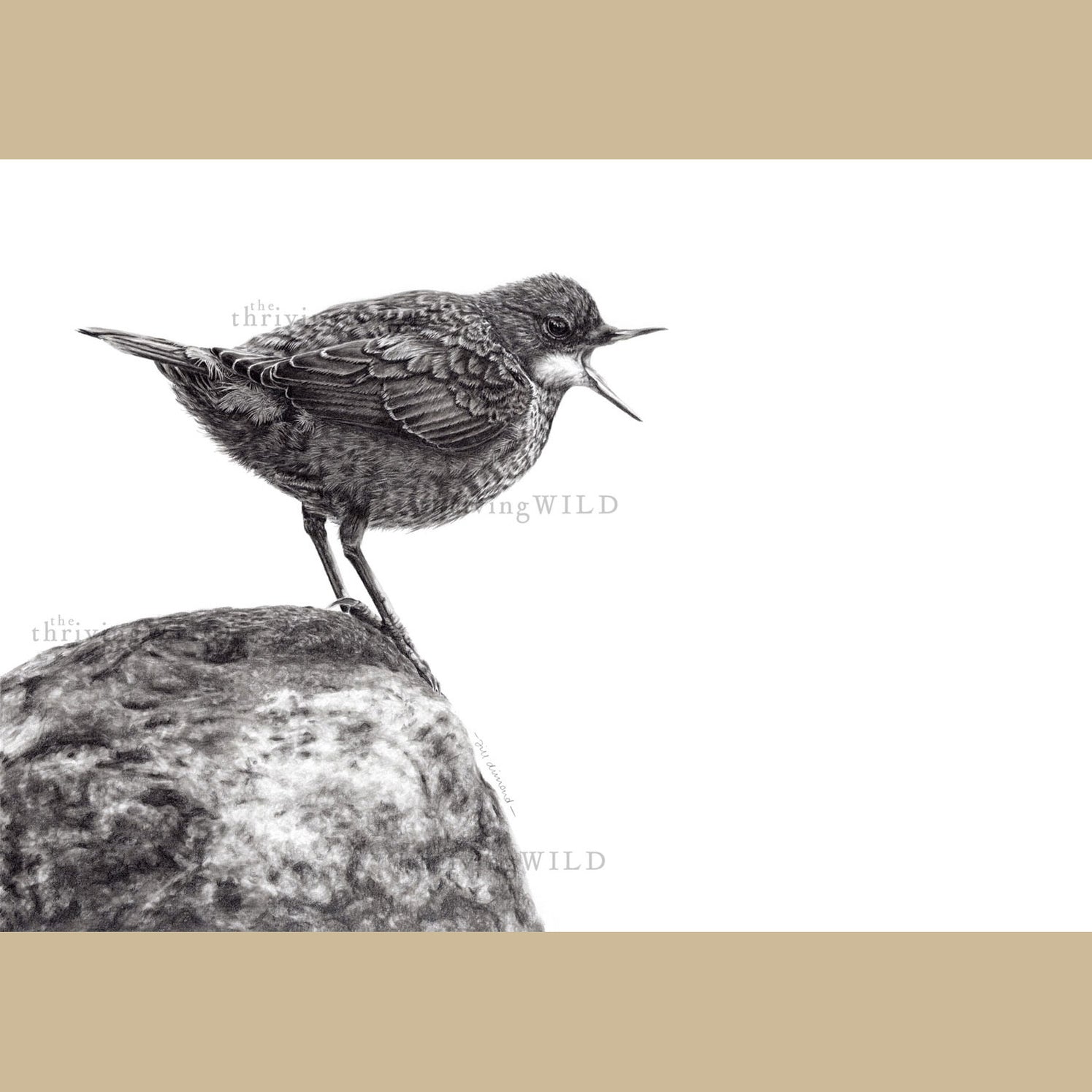 Original Wildlife And Bird Art Free Uk Shipping — Thethrivingwild 
