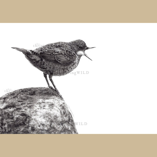 Dipper Bird Pencil Drawing - The Thriving Wild