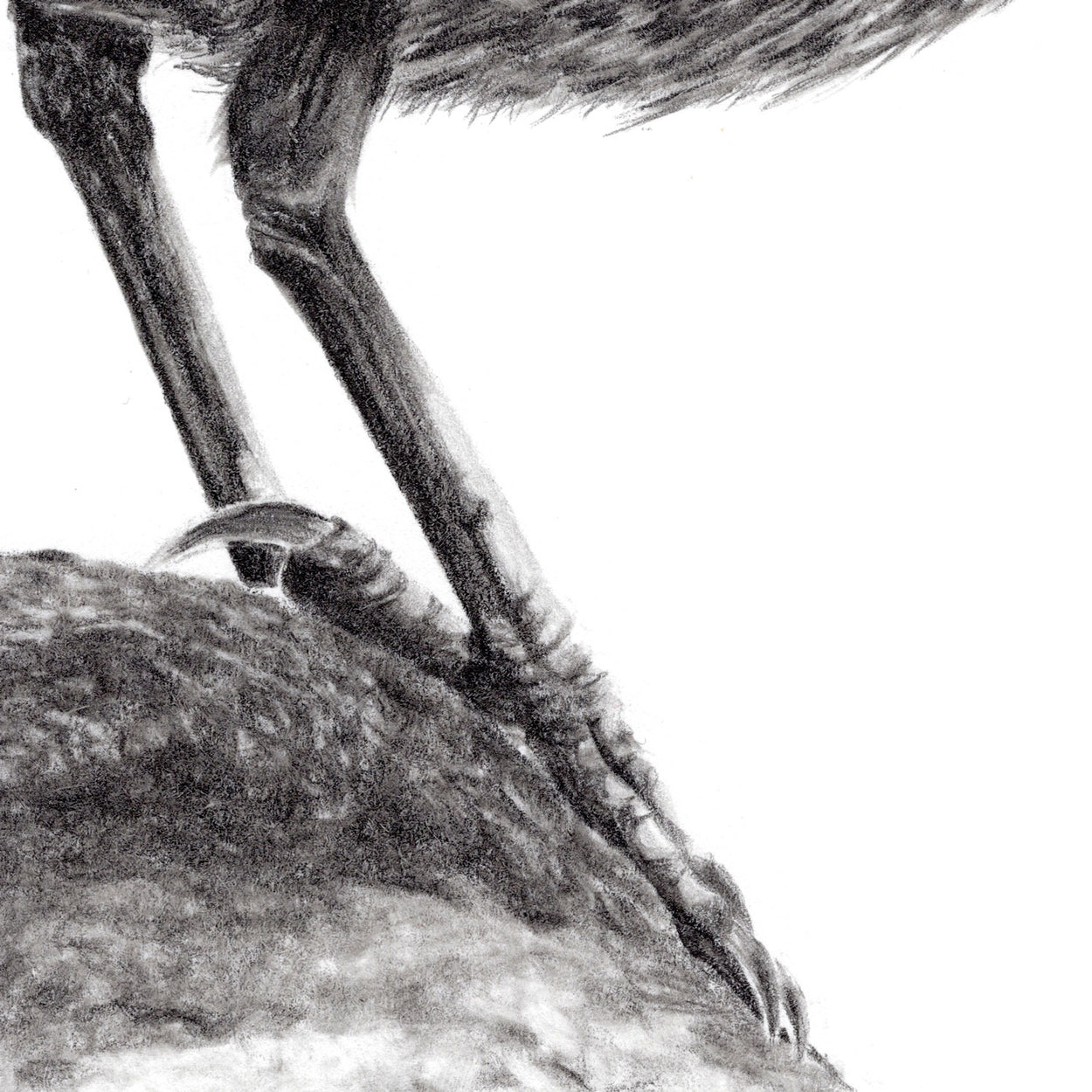 Dipper Bird Pencil Drawing Close-up - The Thriving Wild