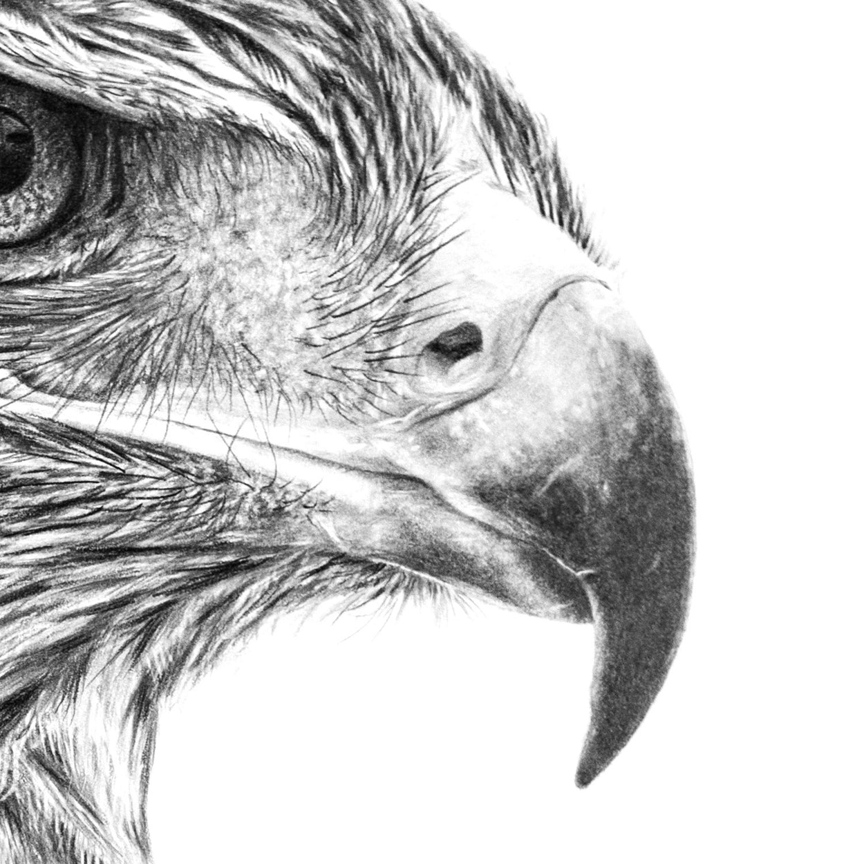 Original Golden Eagle Pencil Drawing