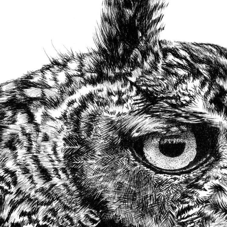 Eagle Owl Pen Drawing Close-up - The Thriving Wild