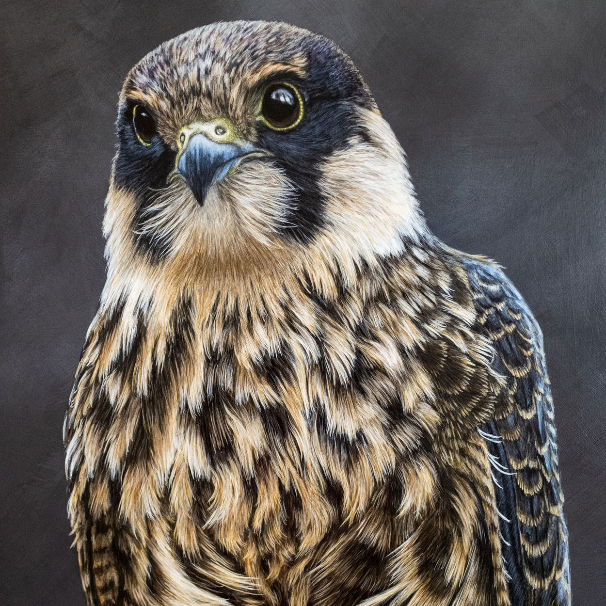 Eurasian Hobby Painting Close-up 1 - Jill Dimond - The Thriving Wild