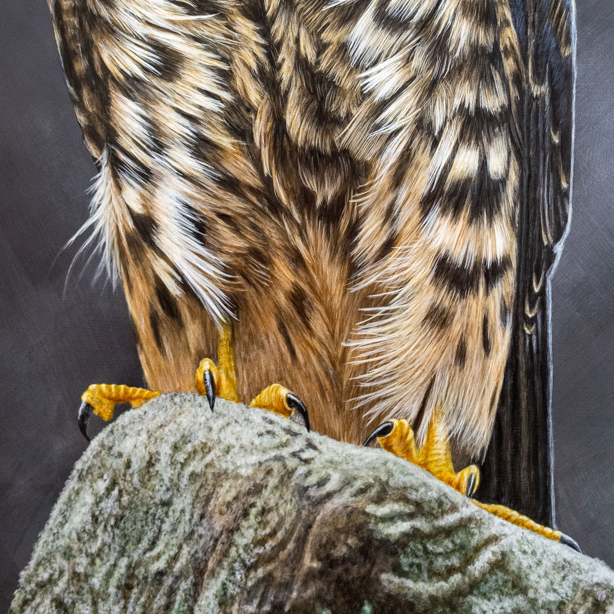 Eurasian Hobby Painting Close-up 3 - Jill Dimond - The Thriving Wild