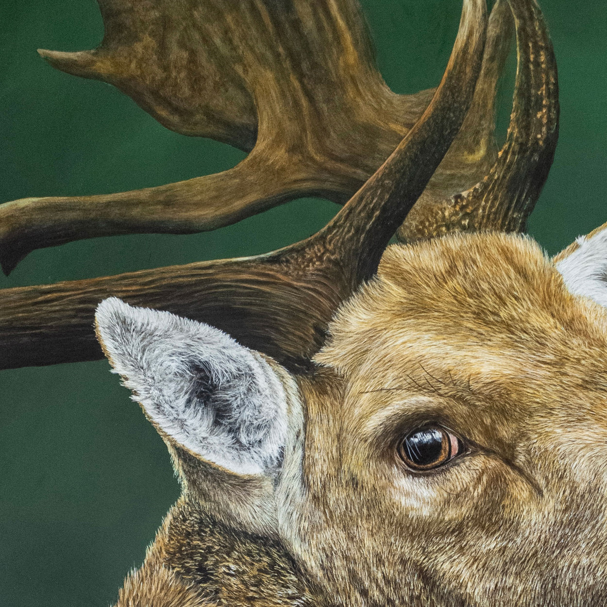 Fallow Buck painting close-up 1 - Jill Dimond - The Thriving Wild