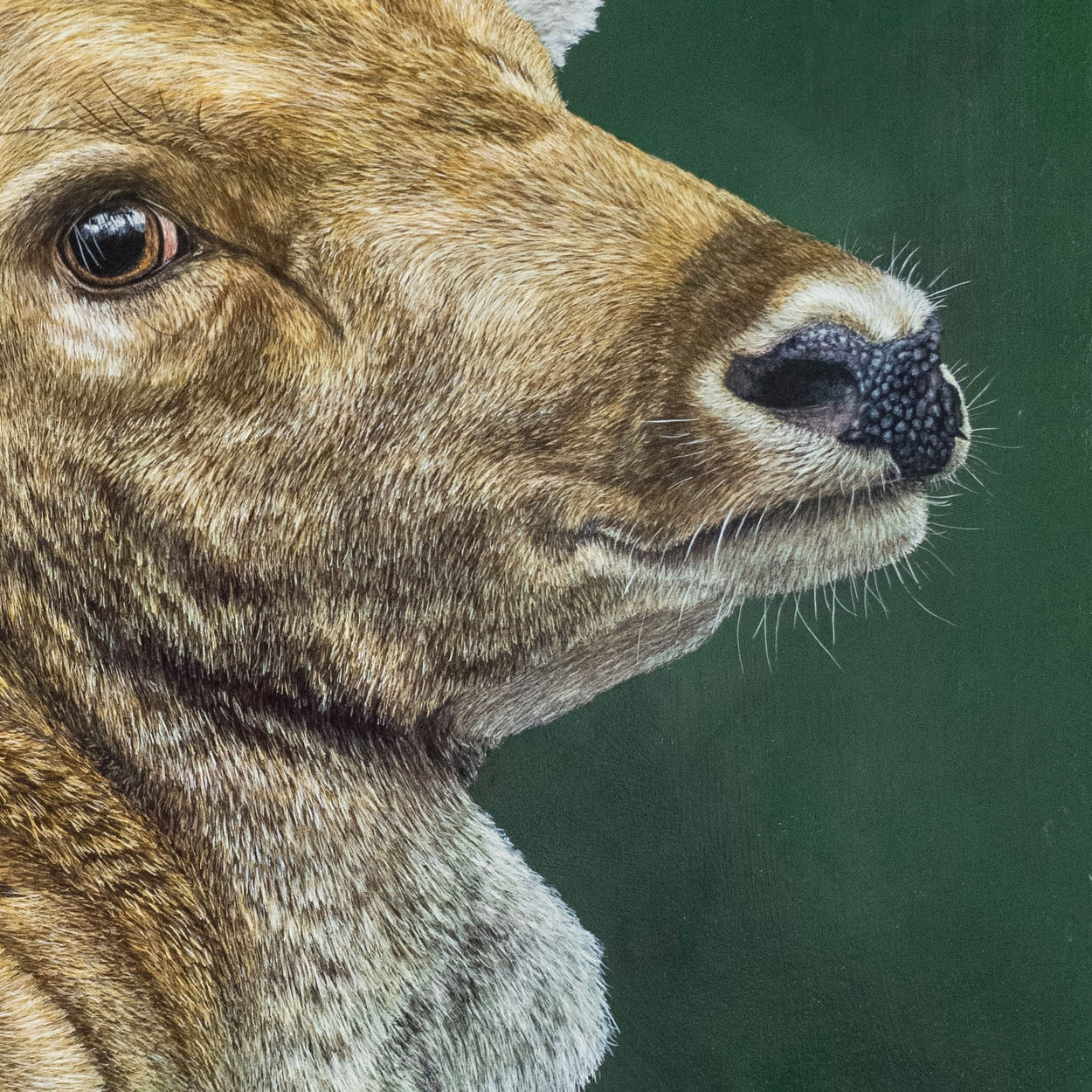 Fallow Deer Buck Painting Close-up 2 - Jill Dimond - The Thriving Wild
