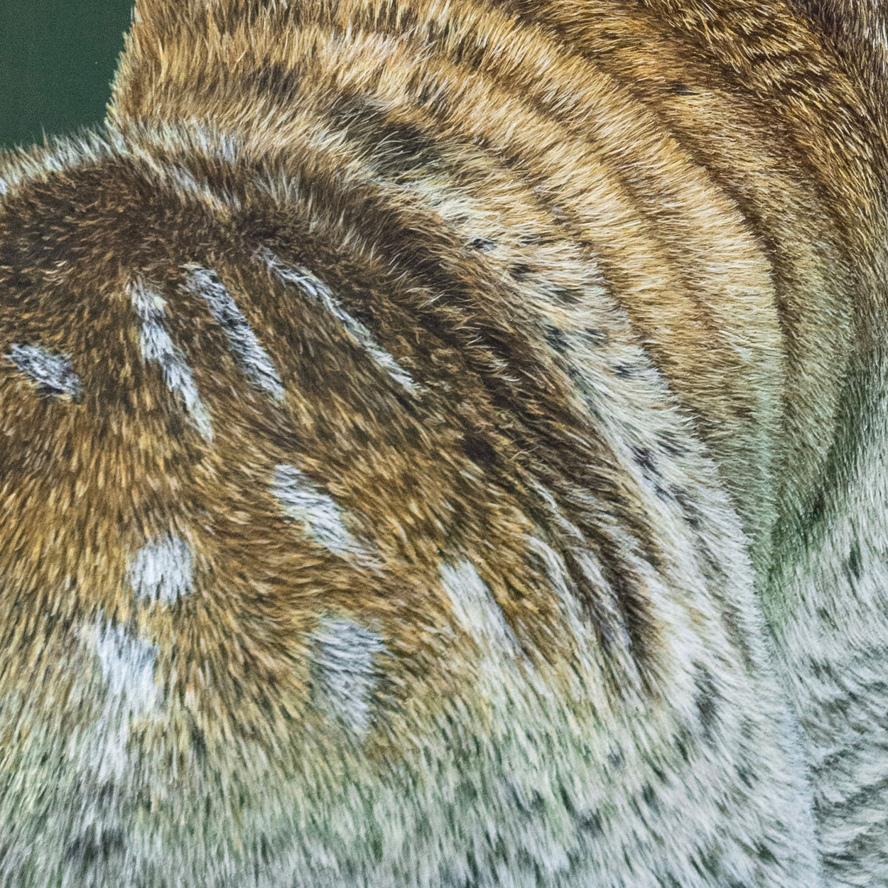 Fallow Deer Buck Painting Close-up 3 Jill Dimond - The Thriving Wild