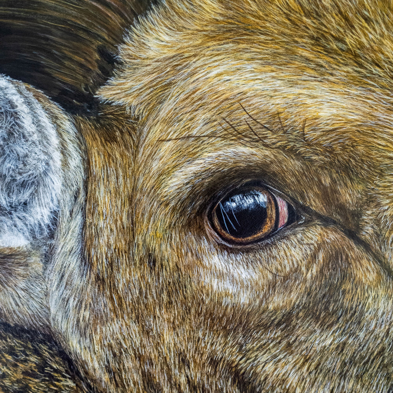 Fallow Deer Buck Painting Close-up Eye - Jill Dimond The Thriving Wild