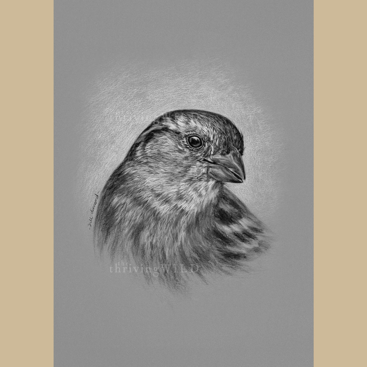 Female House Sparrow Charcoal Drawing - The Thriving Wild - Jill Dimond