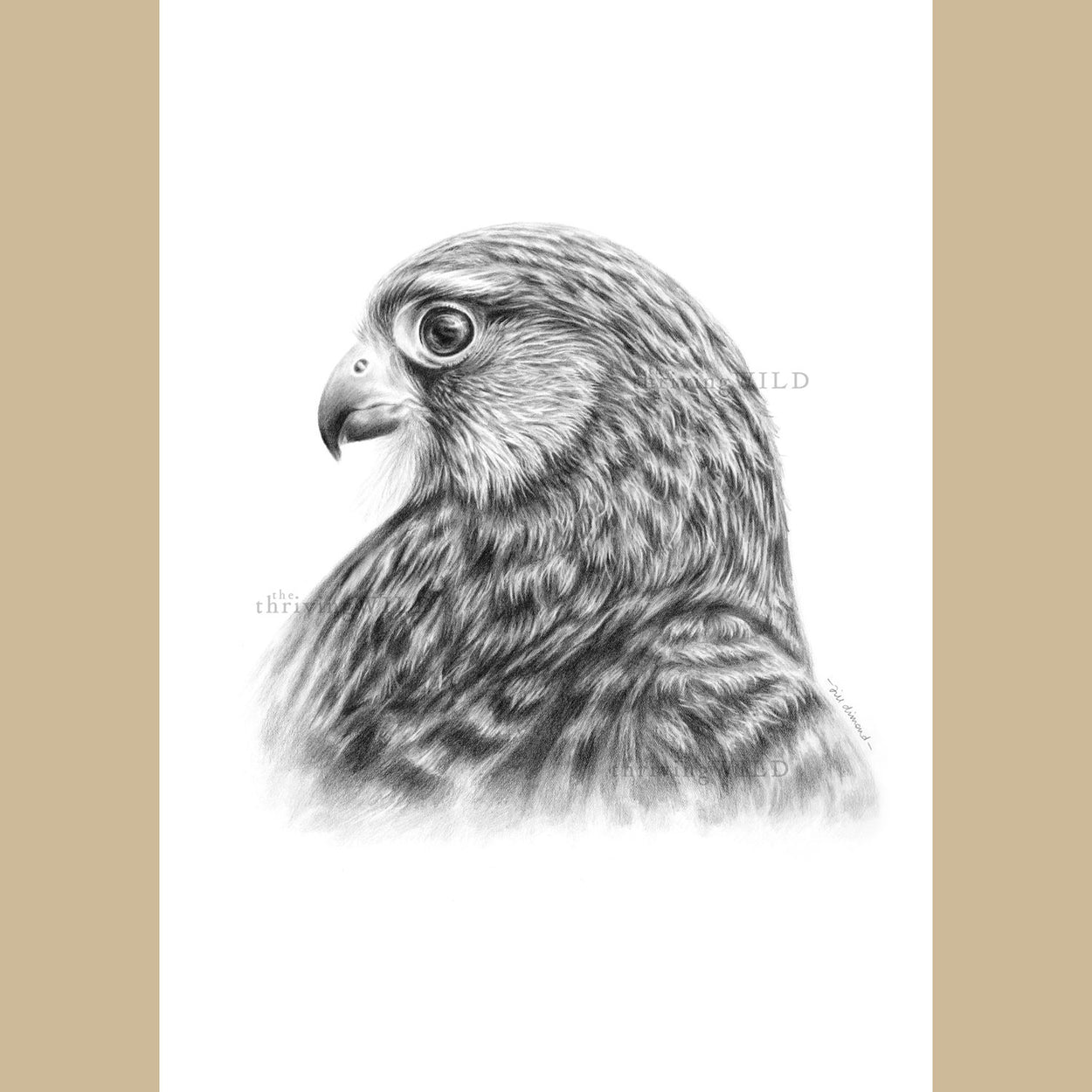 Female Kestrel Pencil Drawing Bird of Prey - The Thriving Wild - Jill Dimond