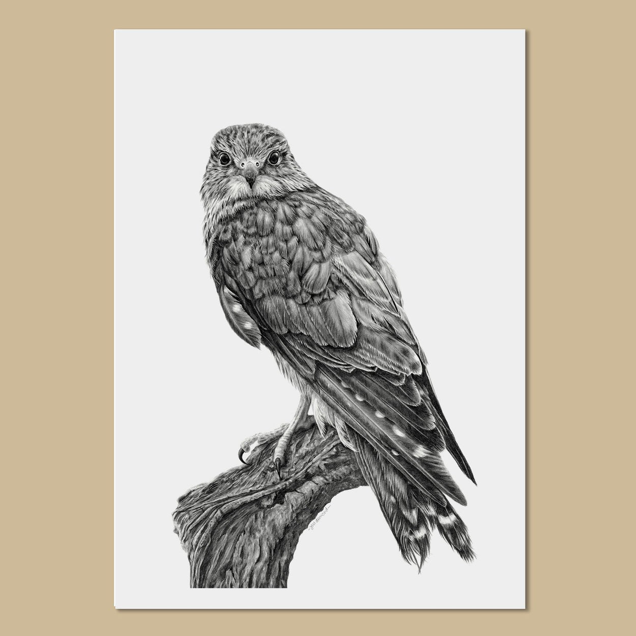 Female Merlin Art Prints - The Thriving Wild