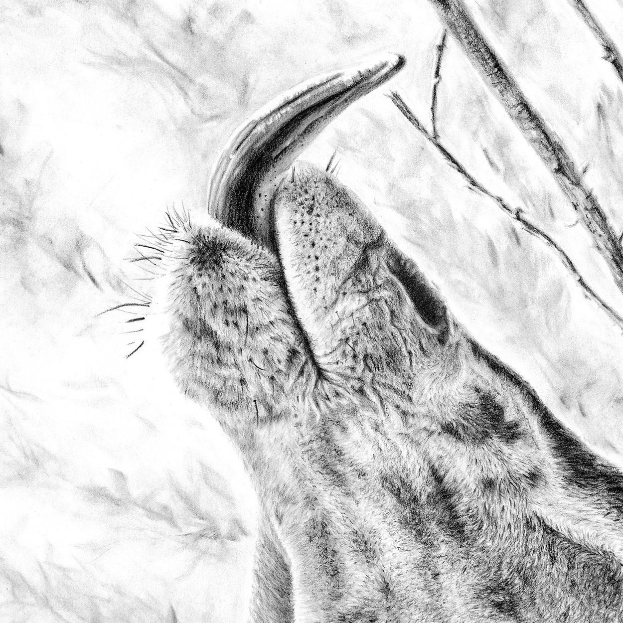 Giraffe Drawing Close-Up - The Thriving Wild