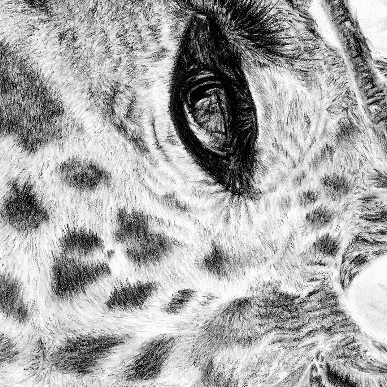 Giraffe Pencil Drawing Close-Up - The Thriving Wild