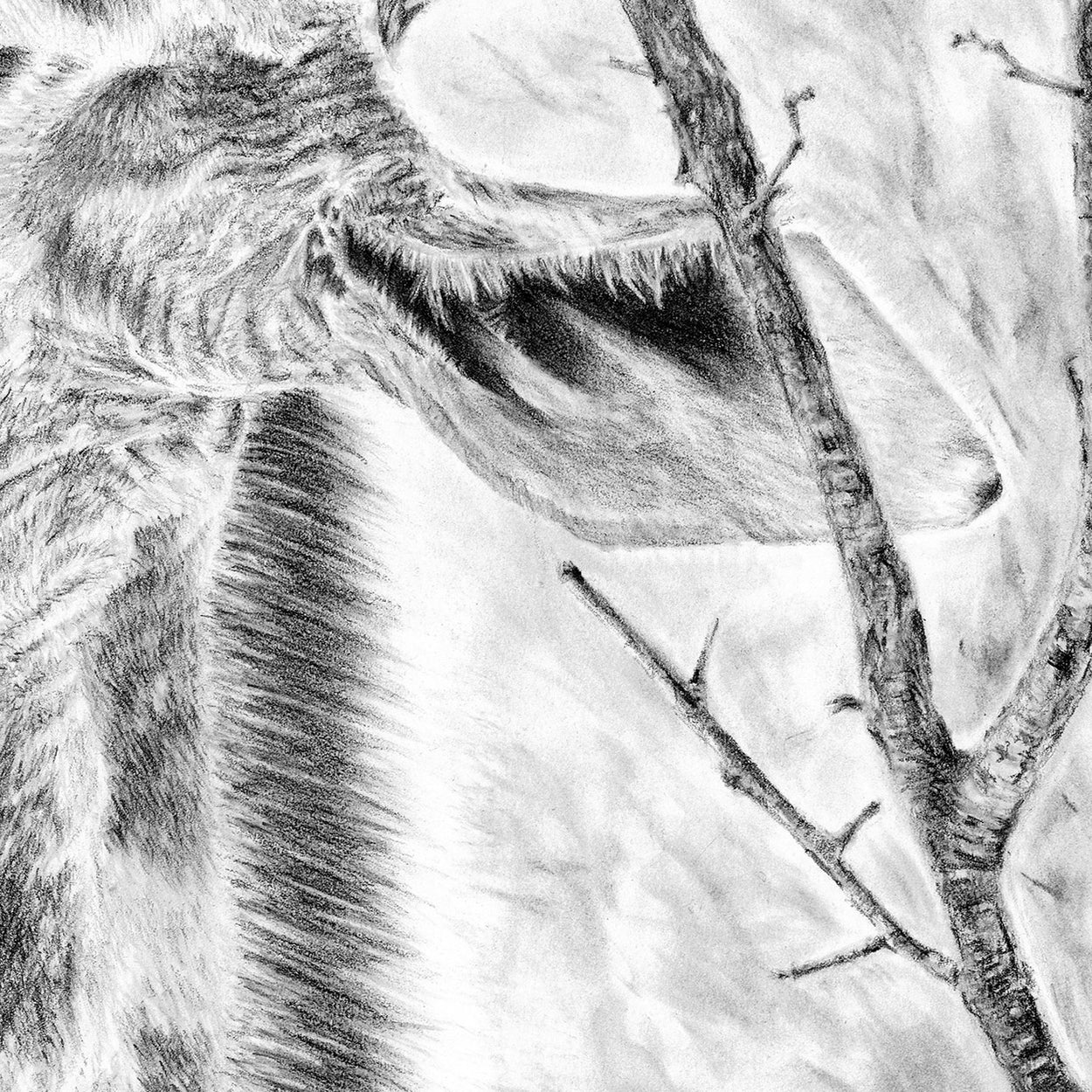 Wildlife Drawing Close-Up - The Thriving Wild