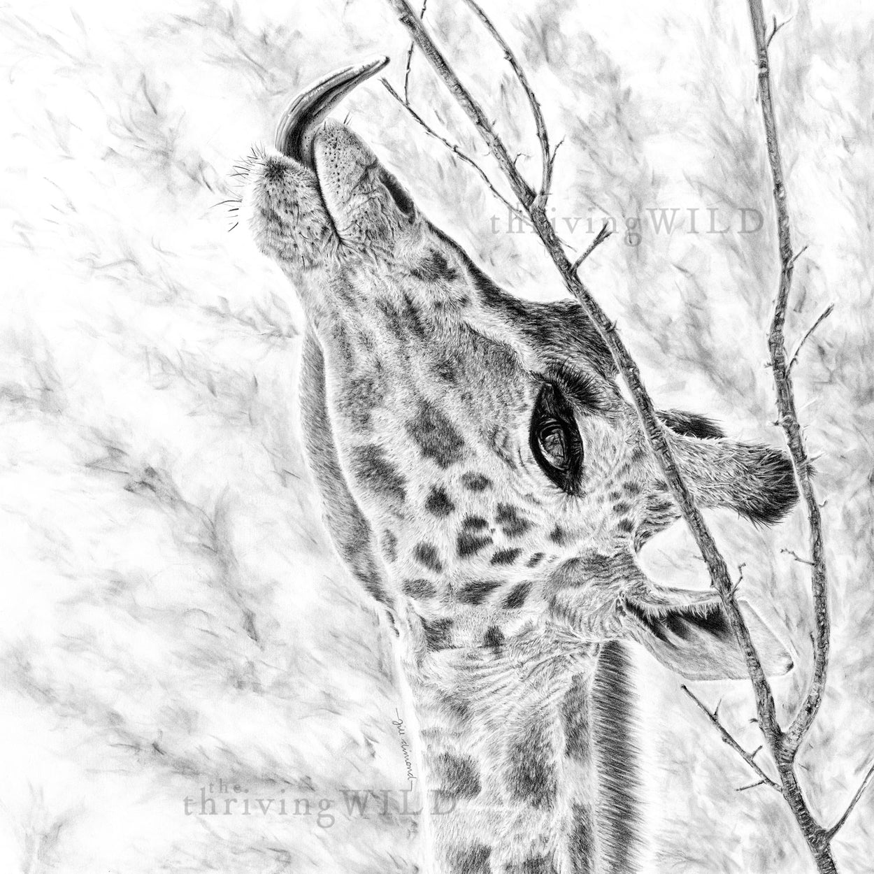 Giraffe Wall Art Drawing - The Thriving Wild