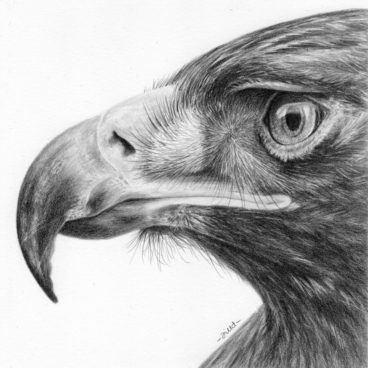 Golden Eagle Pencil Drawing - Jill Dimond - TheThrivingWild
