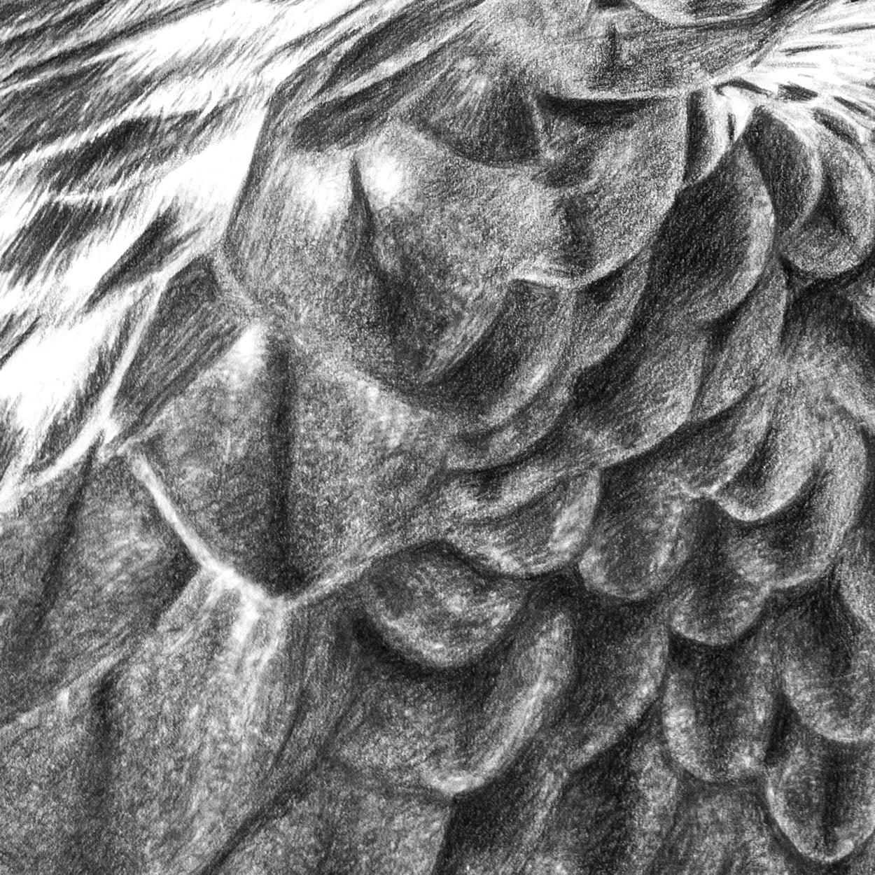 Original Golden Eagle Pencil Drawing