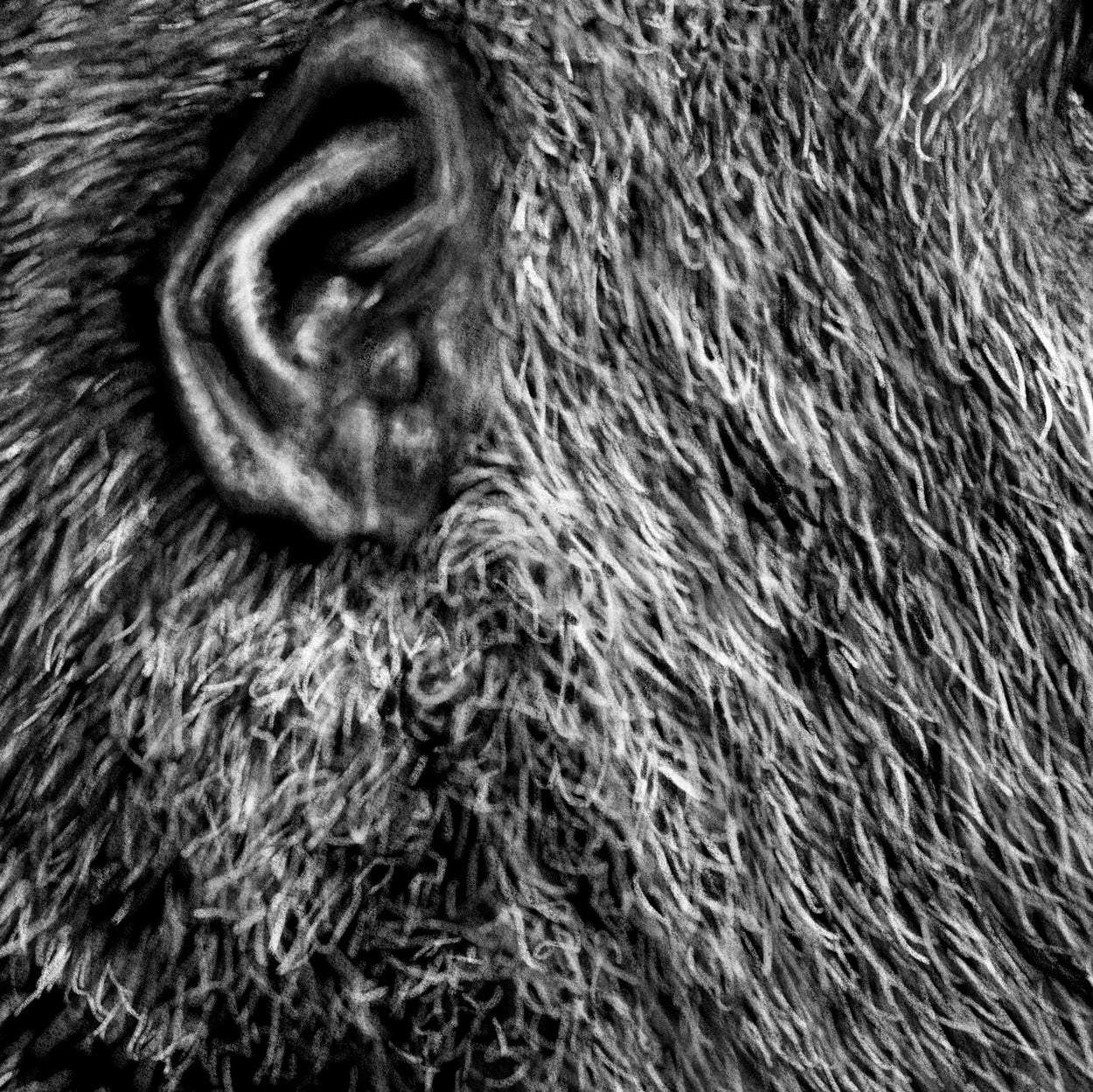 Gorilla Digital Drawing Close-up - The Thriving Wild