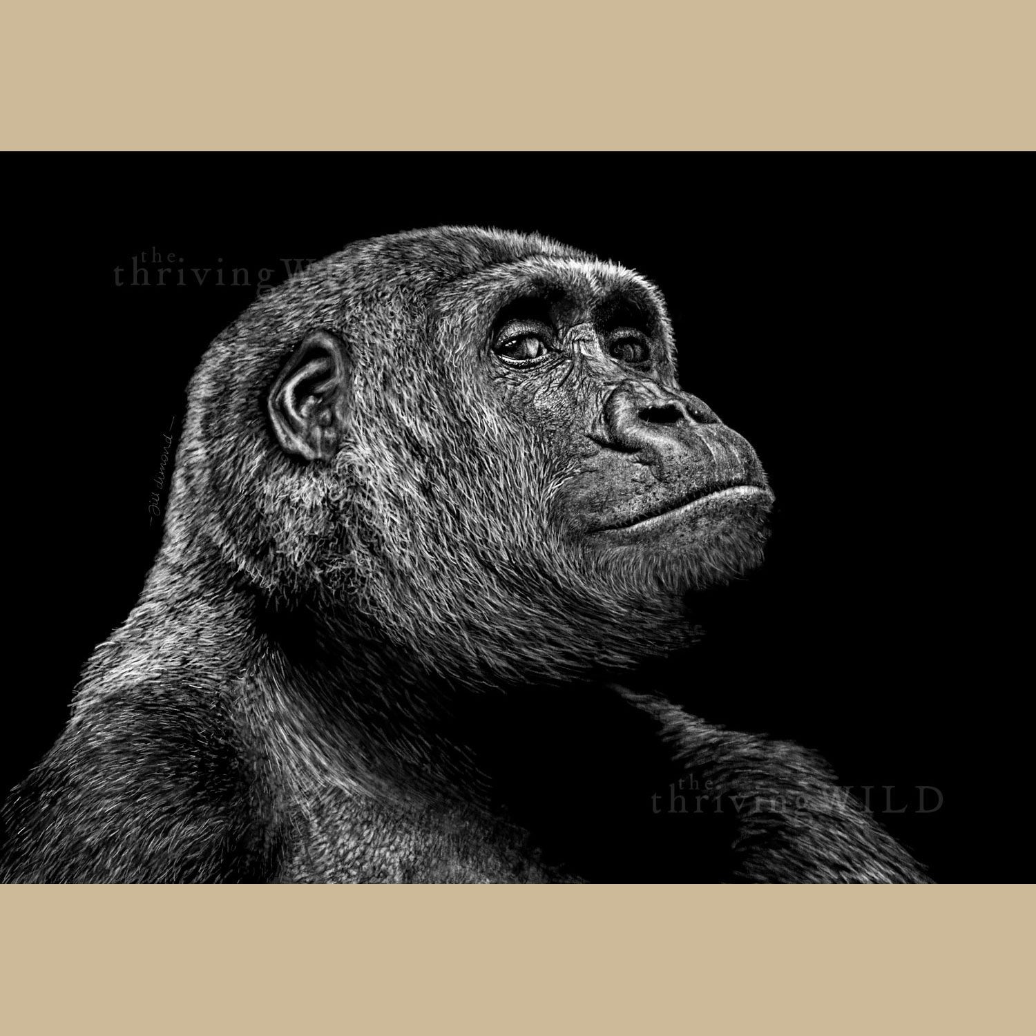 Gorilla Digital Drawing Procreate - The Thriving Wild