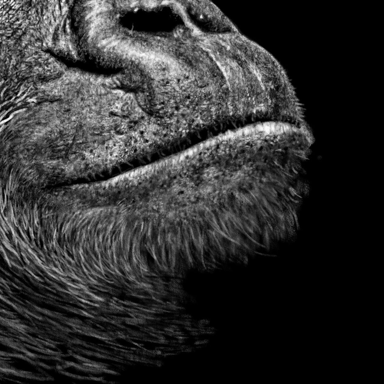Gorilla Drawing Close-up - The Thriving Wild
