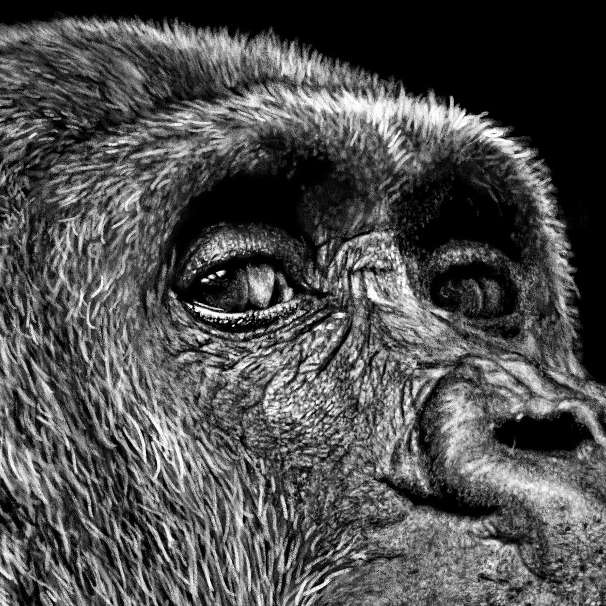 Gorilla Eyes Drawing Close-up - The Thriving Wild