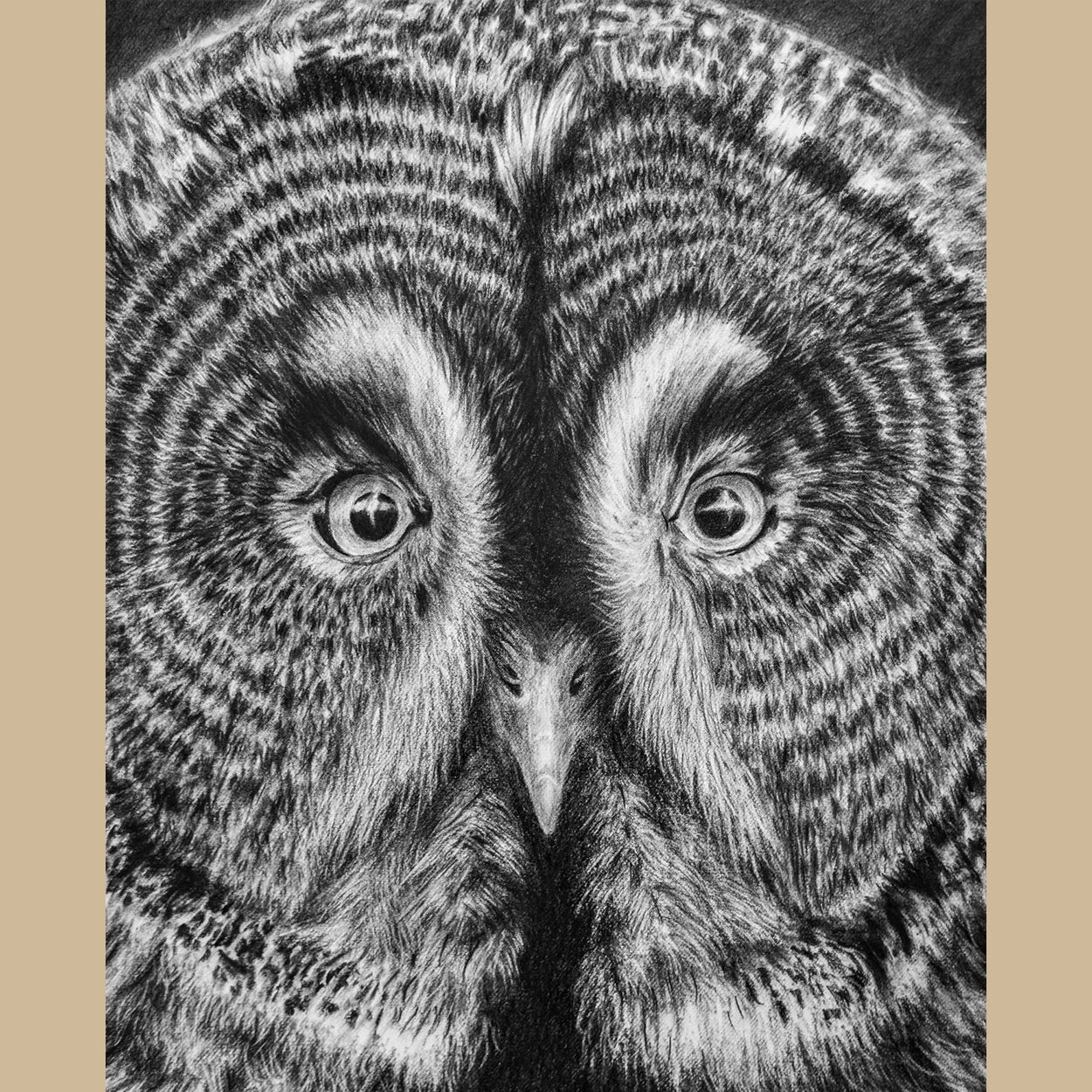 Great Grey Owl Charcoal Drawing Close-up 1 - Jill Dimond