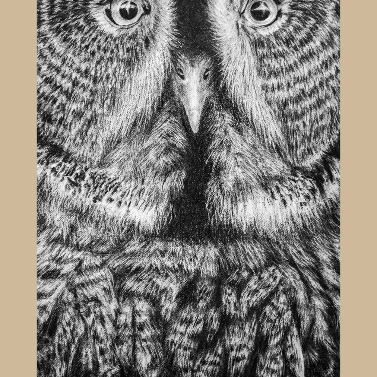 Great Grey Owl Charcoal Drawing Close-up 2 - Jill Dimond