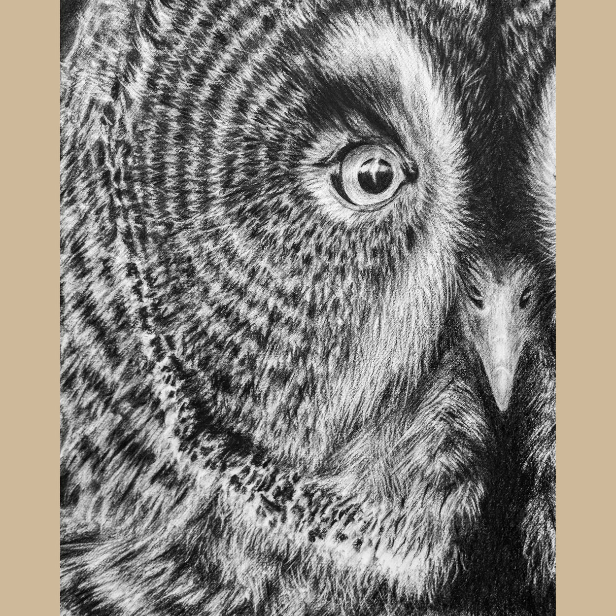 Great Grey Owl Charcoal Drawing Close-up 3 - Jill Dimond