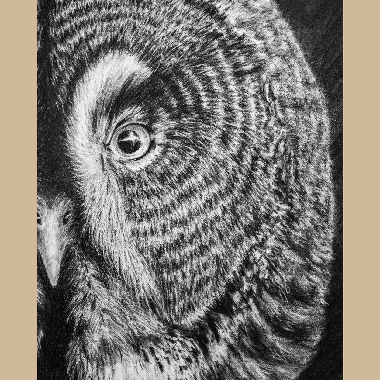Great Grey Owl Charcoal Drawing Close-up 4 - Jill Dimond