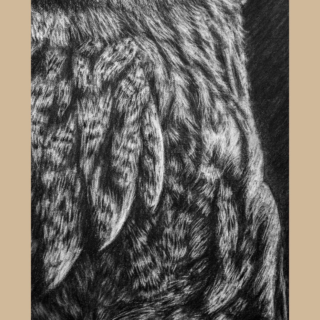 Great Grey Owl Charcoal Drawing Close-up 5 - Jill Dimond