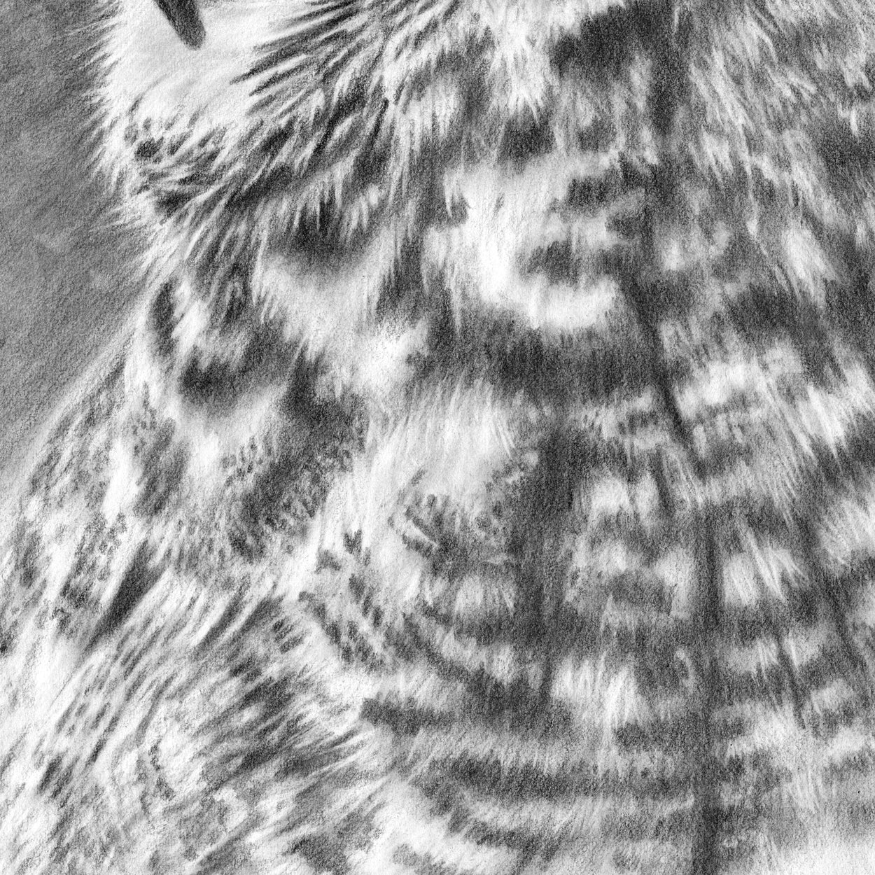 Great Horned Owl Drawing CLose-up 3 - The Thriving Wild