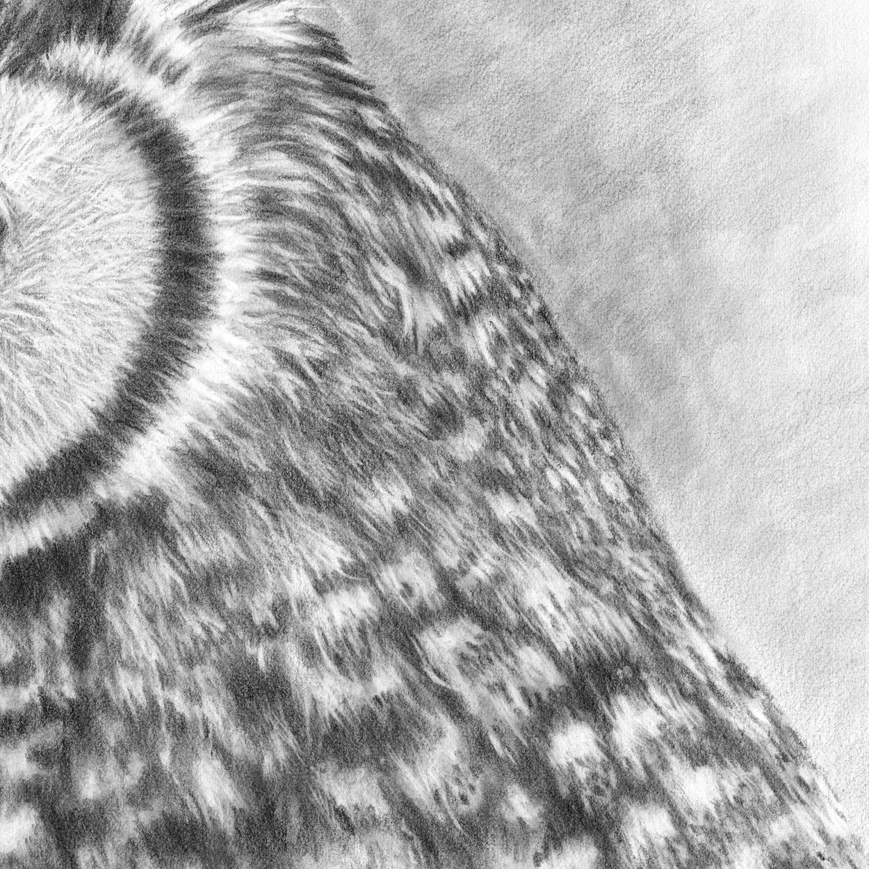 Great Horned Owl Drawing CLose-up 4 - The Thriving Wild