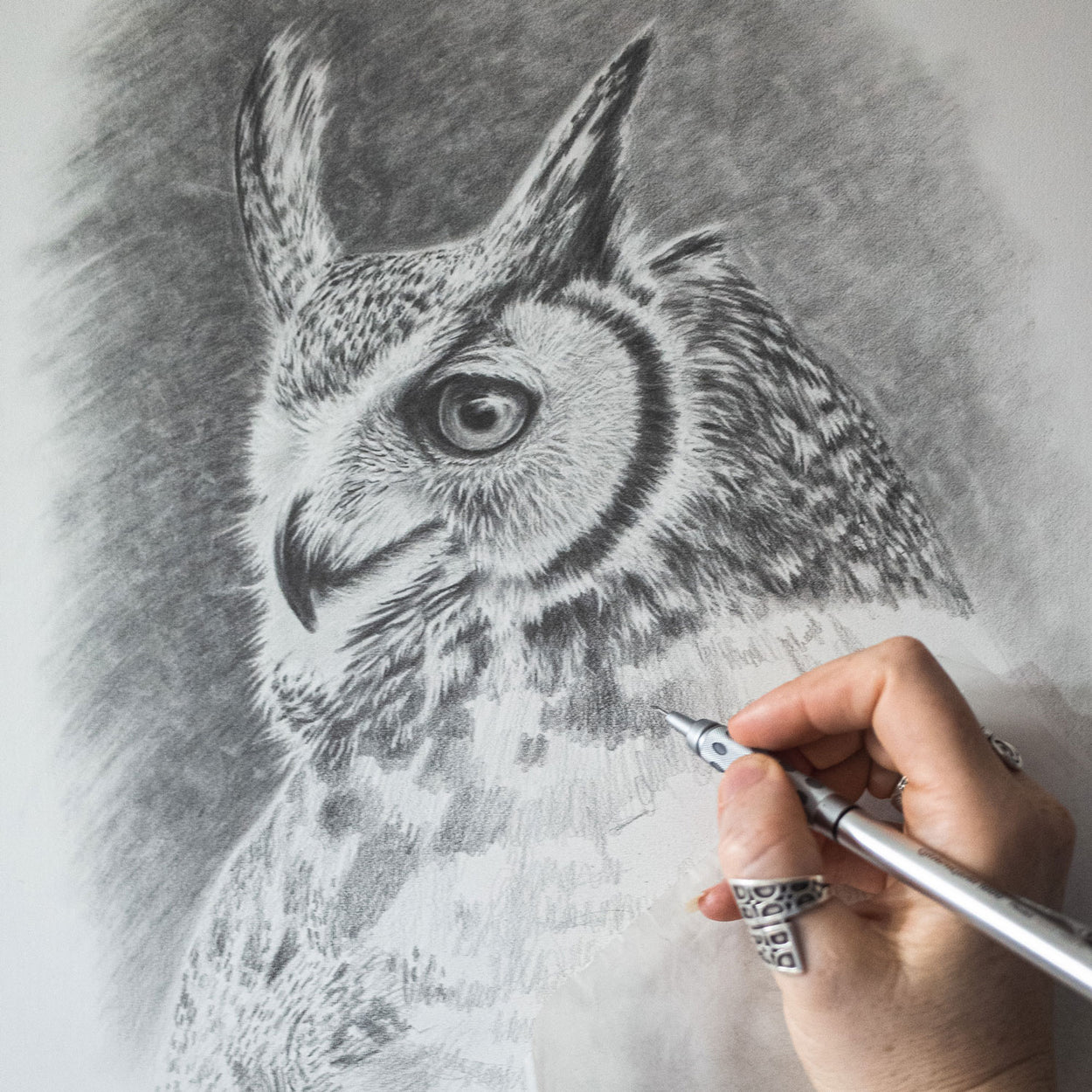 Great Horned Owl Drawing In Progress - The Thriving Wild - Jill Dimond