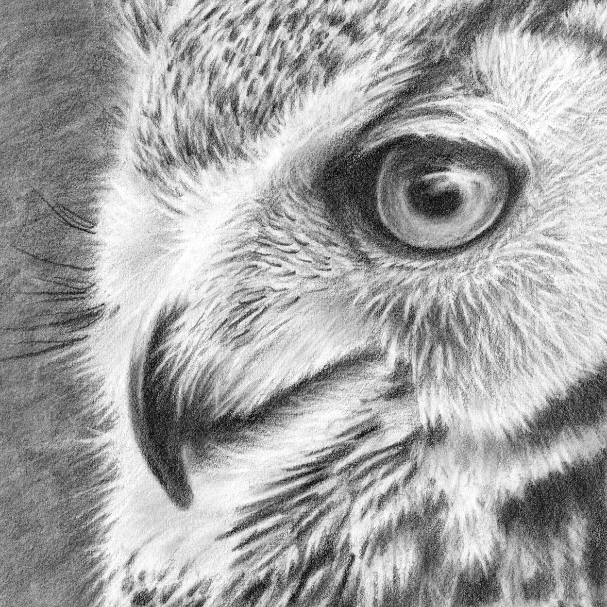 Great Horned Owl Graphite Drawing Close-up 2 - The Thriving Wild