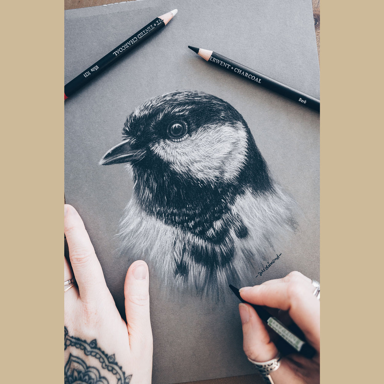 Great Tit Bird Drawing in Progress - The Thriving Wild - Jill Dimond