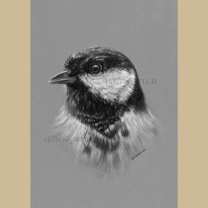 Great Tit Charcoal Drawing Garden Bird - The Thriving Wild - Jill Dimond