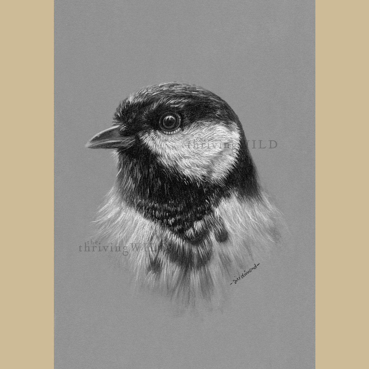 Great Tit Charcoal Drawing Garden Bird - The Thriving Wild - Jill Dimond