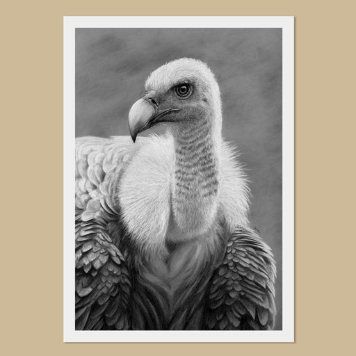 Griffon Vulture Art Print - Gyps Fulvus - The Thriving Wild - Jill Dimond