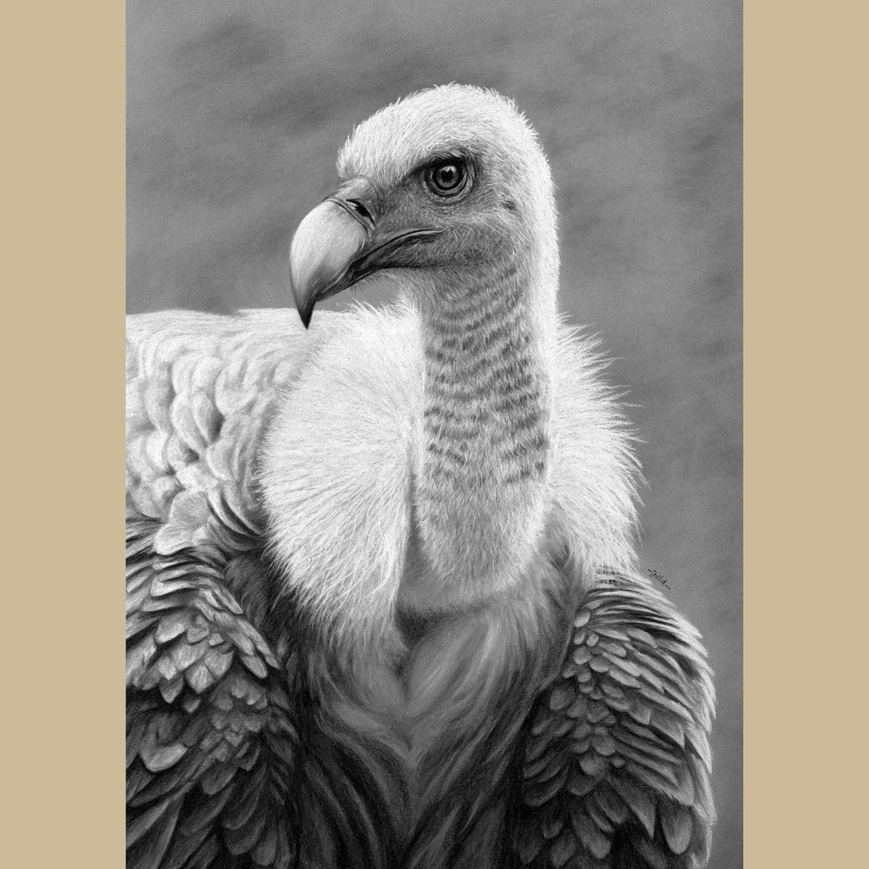 Griffon Vulture Drawing - Gyps Fulvus - The Thriving Wild - Jill Dimond