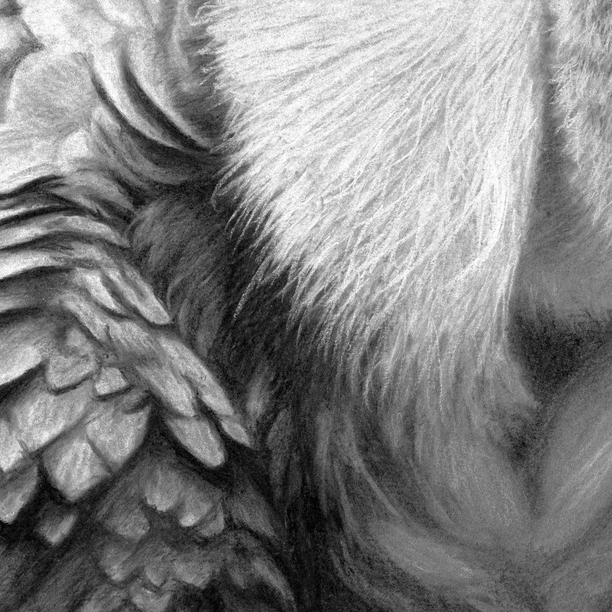 Griffon Vulture Feathers Close-up 2 - Jill Dimond