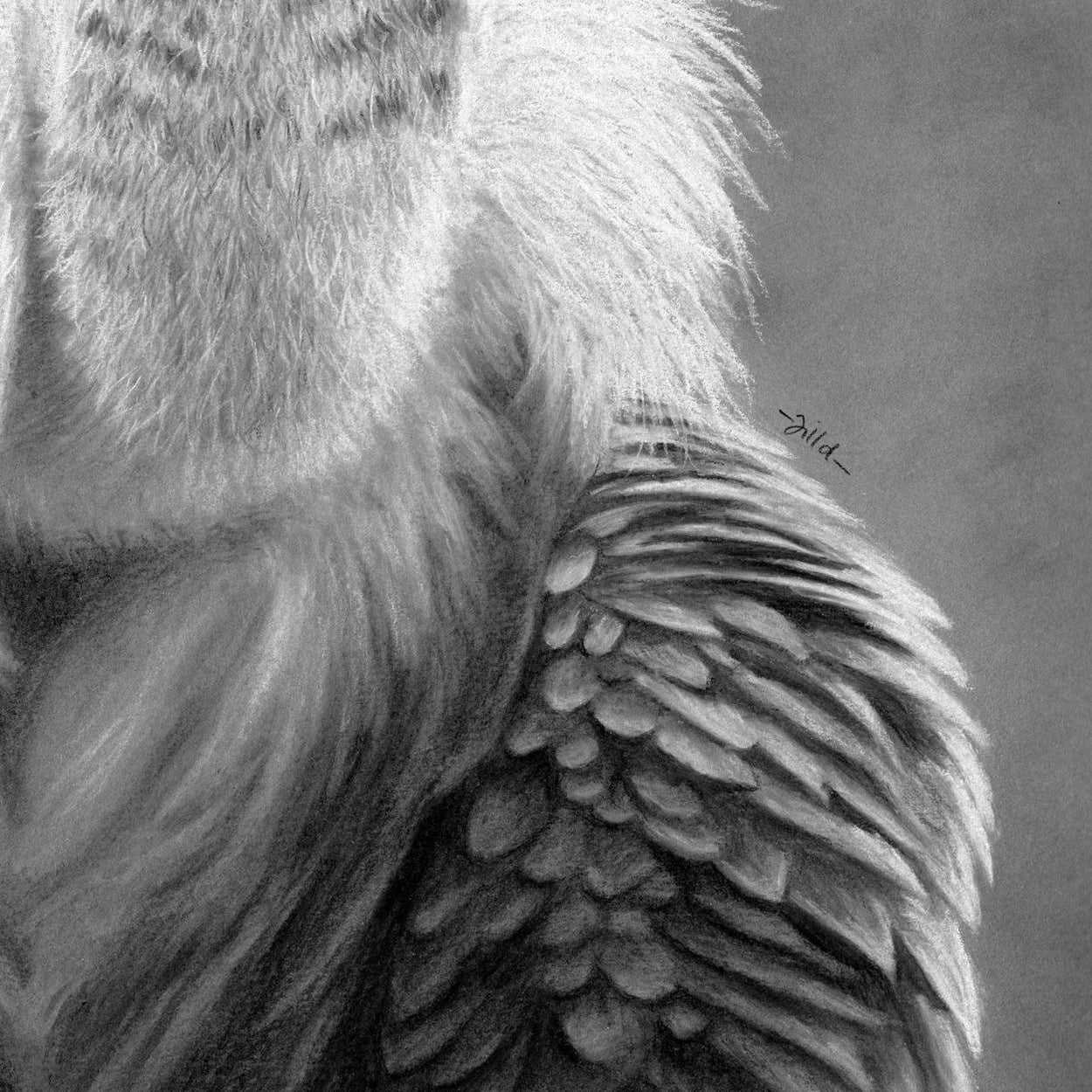 Griffon Vulture Feathers Close-up 3 - Jill Dimond